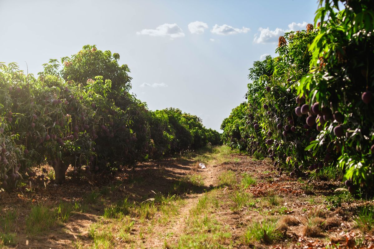 MangoEra mango orchard